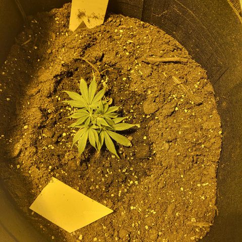 Mimosa growlog timeline photo