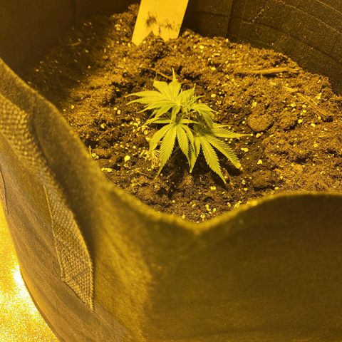 Mimosa growlog timeline photo