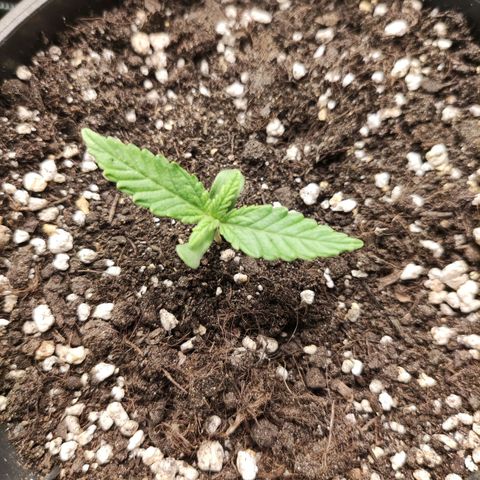 Northern light auto growlog timeline photo