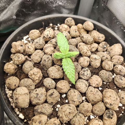 Northern light auto growlog timeline photo