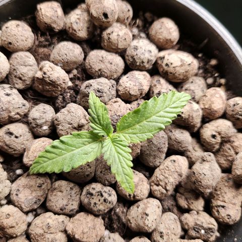 Northern light auto growlog timeline photo