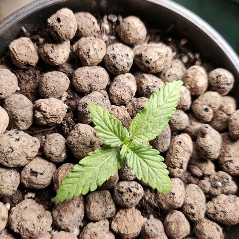 Northern light auto growlog timeline photo