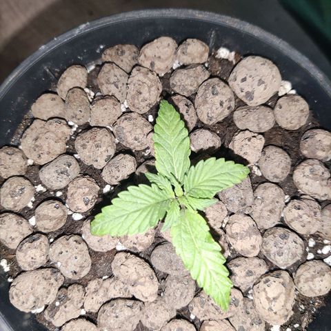 Northern light auto growlog timeline photo