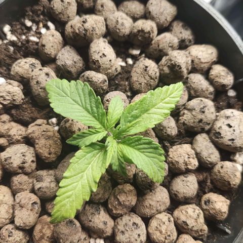 Northern light auto growlog timeline photo