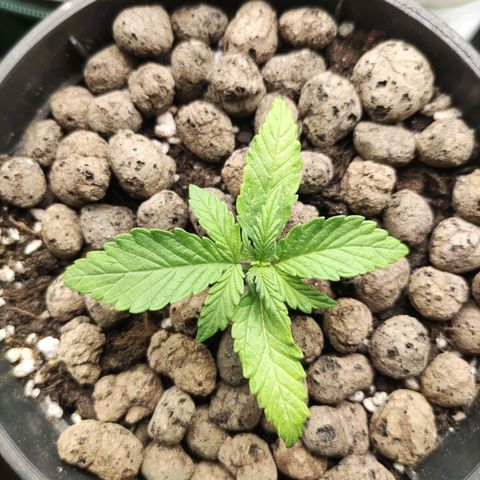 Northern light auto growlog timeline photo