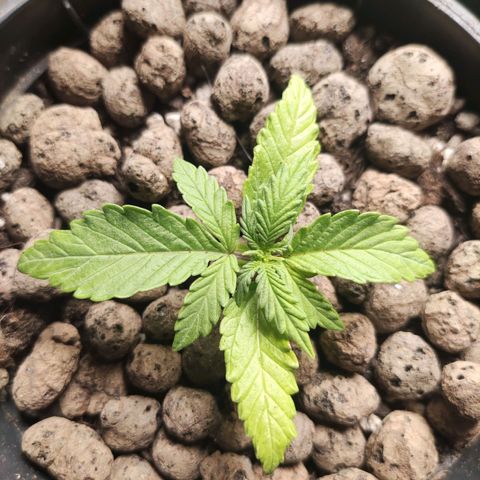 Northern light auto growlog timeline photo
