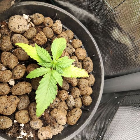 Northern light auto growlog timeline photo