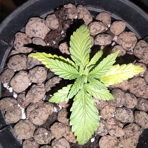 Northern light auto growlog timeline photo
