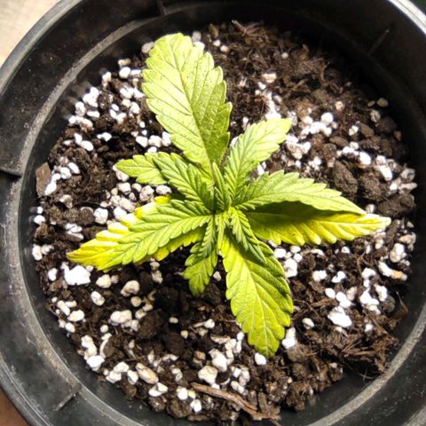 Northern light auto growlog timeline photo