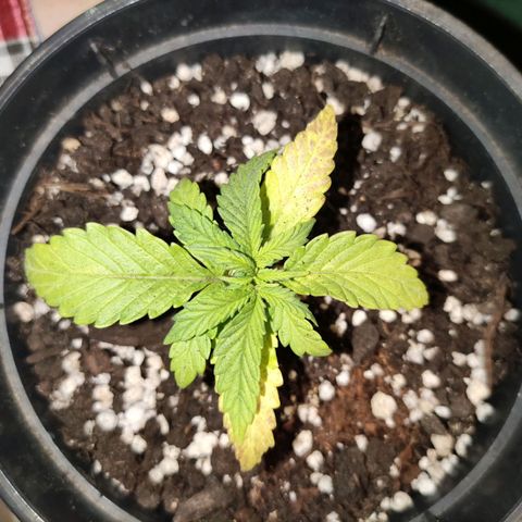 Northern light auto growlog timeline photo