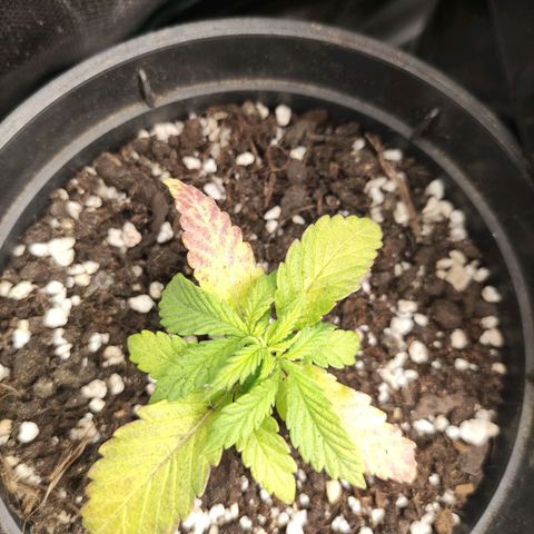 Northern light auto growlog timeline photo
