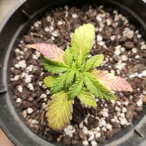 Northern light auto growlog timeline photo