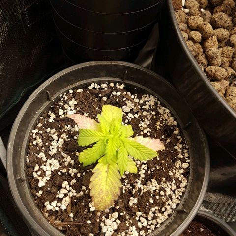 Northern light auto growlog timeline photo