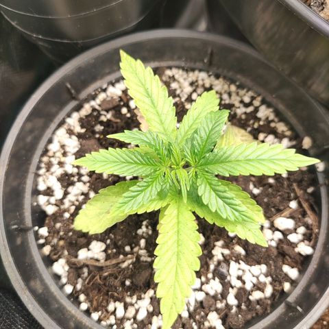 Northern light auto growlog timeline photo