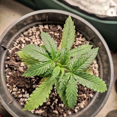 Northern light auto growlog timeline photo