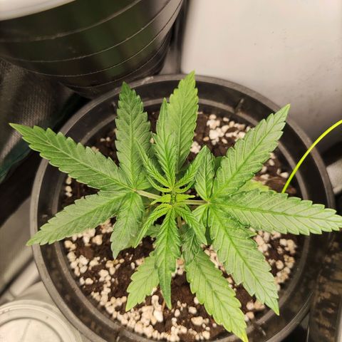 Northern light auto growlog timeline photo