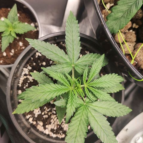 Northern light auto growlog timeline photo