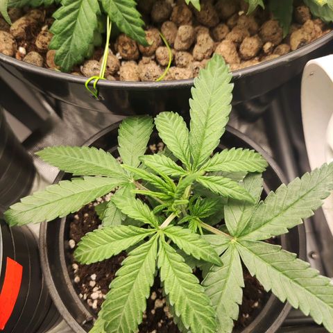 Northern light auto growlog timeline photo