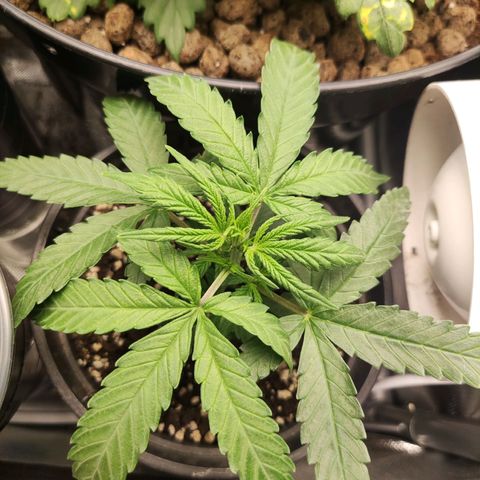 Northern light auto growlog timeline photo