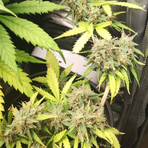 Northern light auto growlog timeline photo