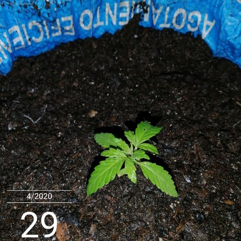 Critical dady growlog timeline photo