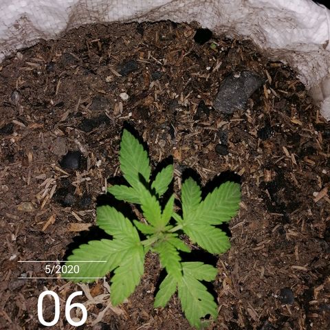 Critical dady growlog timeline photo