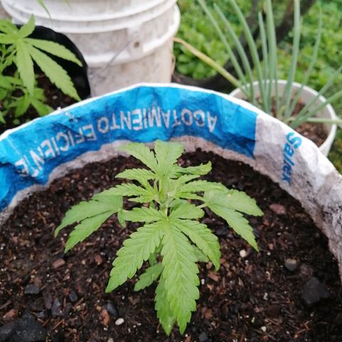 Critical dady growlog timeline photo