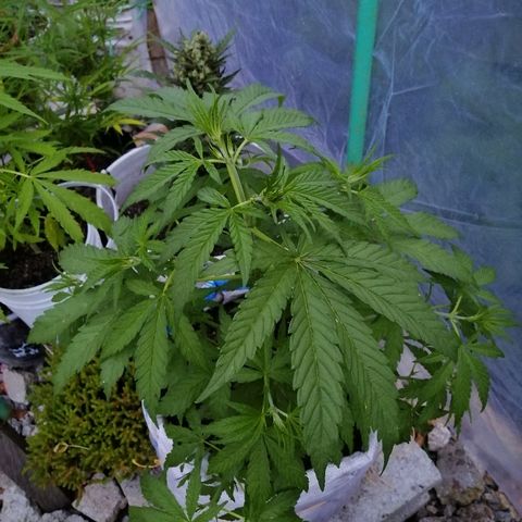 Critical dady growlog timeline photo