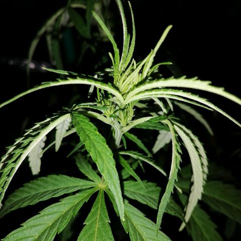 Critical dady growlog photo: Floración 