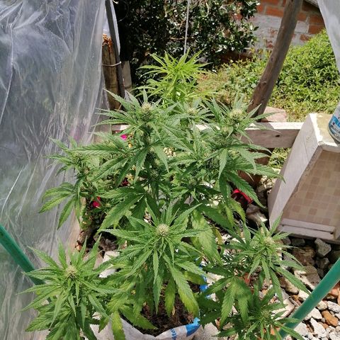 Critical dady growlog timeline photo