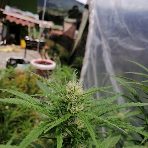 Critical dady growlog timeline photo