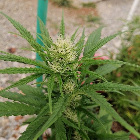 Critical dady growlog timeline photo