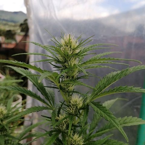 Critical dady growlog timeline photo