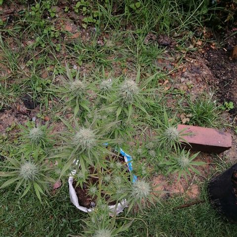 Critical dady growlog timeline photo