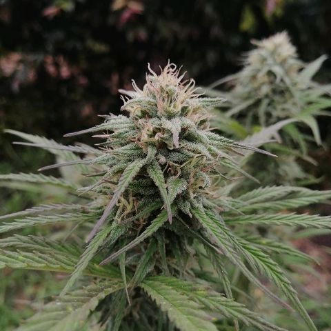 Critical dady growlog timeline photo