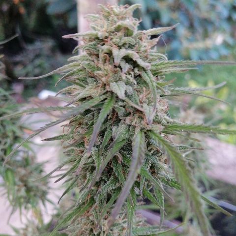 Critical dady growlog timeline photo
