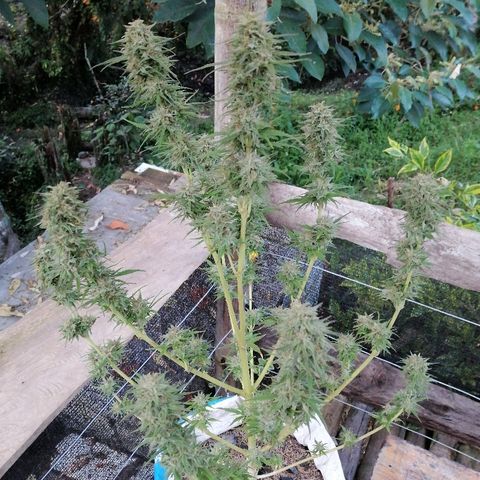 Critical dady growlog timeline photo