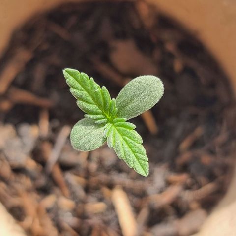 Jack Herrer Auto #01 growlog timeline photo