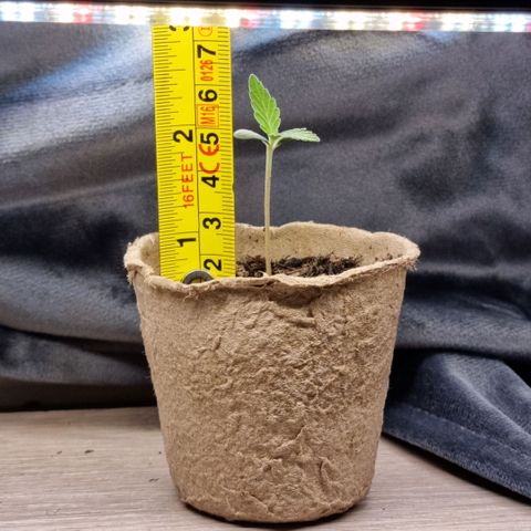Jack Herrer Auto #01 growlog photo: Healthy growth. About 5cm tall, with leaves pointing upwards. However, the stem appears elongated. To little light, to mutch water.