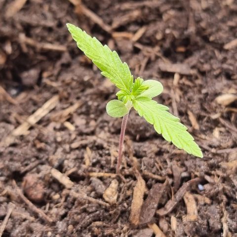 Jack Herrer Auto #01 growlog photo: The plant grows slowly, even thought I give it everything it needs. I am increasingly convinced that I received the wrong seed and it's not autoflowering. Once poured too mutch water but it quickly recovered.