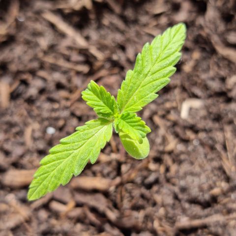 Jack Herrer Auto #01 growlog timeline photo