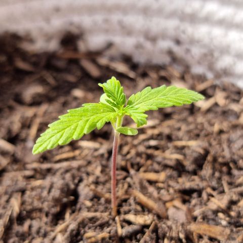 Jack Herrer Auto #01 growlog timeline photo