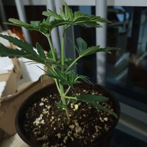 Hope growlog photo: 1 mes y algo.1 corte apical