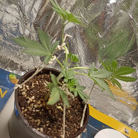 Hope growlog timeline photo