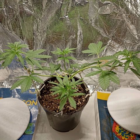 Hope growlog timeline photo