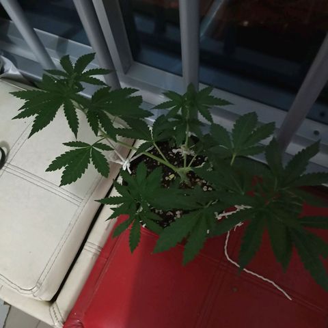 Hope growlog timeline photo
