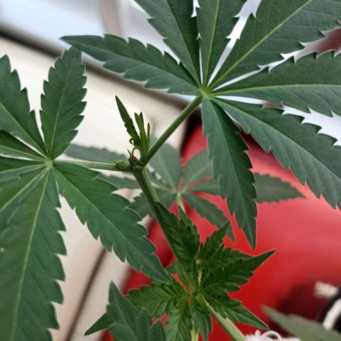 Hope growlog timeline photo