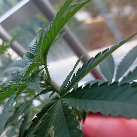 Hope growlog timeline photo