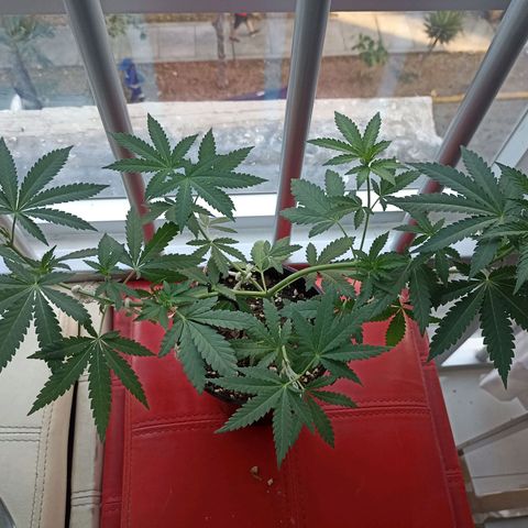 Hope growlog timeline photo