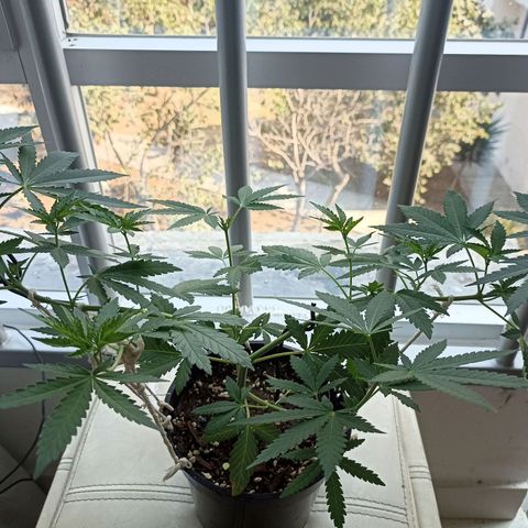 Hope growlog timeline photo